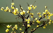 “三月不知肉味”原本是孔子用来形容什么？