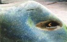 2013年他在江边挖到1块人眼奇石，浇水就流泪，开价15万都不肯卖