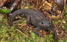 世界上眼睛最多的动物，蜻蜓有5.6万只眼睛（捕捉小虫百发百中）