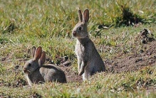 狡兔三窟典故出自哪里?