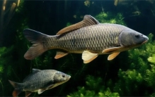 盘点入侵美国的十大中国物种，每个都让老美头疼不已，干得漂亮