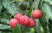 杨贵妃吃的荔枝产自哪里