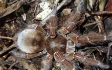 世界十大蜘蛛，说实话有点害怕