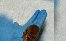 蟑螂钻进耳朵该如何自救「家中突然出现巨型蟑螂」