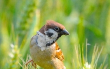三年级贾思琪同学的作文麻雀趣事富有童真童趣