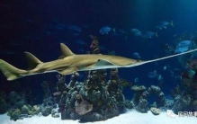 亲吻鱼的故事,海盗亲吻美人鱼的故事