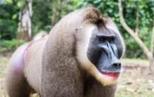 世界十大猴子战斗力排名，天生勇猛好斗