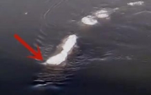 揭秘冰岛水怪之谜，游走于水面的巨蟒(被质疑造假)