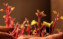 红薯发芽了还能吃吗?不含有毒成分，但有黑斑千万别吃