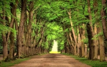 世界上最奇怪的十种树,世界十大种树