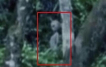 巴西亚马逊外星人事件 作家科恩以此视频拍摄电影