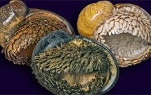 盘点世界上最不怕热的动物