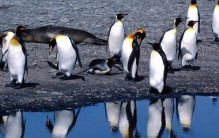 北极有企鹅吗?企鹅送到北极会死吗