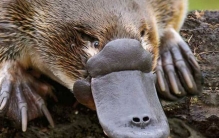 鸭嘴兽是什么动物?鸭嘴雷达腿藏毒刺(出现于2500万年前)