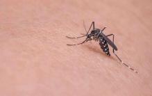 地球最致命的10种昆虫：行军蚁仅列第七，蚊子排第一
