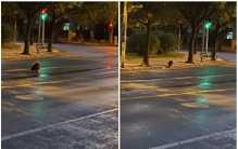 上海居民晨练时发现不明生物，像巨型刺猬，过马路会注意红绿灯？