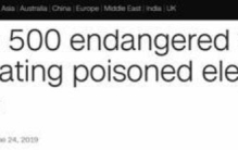 非洲一动物保护区惊现500多只秃鹰尸体当地政府解释原因食用了中毒大象尸体