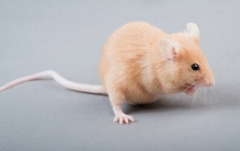 老鼠为什么不能完全灭绝?是因为老鼠越来越聪明的缘故吗