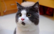 贷款吧贴吧,不良贷款小段子