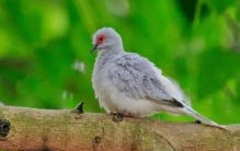 世界上最小的鸽：仅比麻雀大一点（澳大利亚雪鸽）