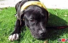 如何看懂狗狗的心理?领悟狗狗的10大行为语言(附图)