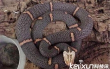 喜马拉雅白头蛇毒性,喜马拉雅白头蛇