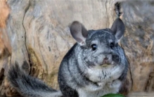 十大素食宠物盘点  家养素食宠物有哪些