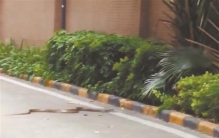 小区有没有蛇,小区内频繁有蛇出没