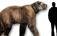 史上十大凶猛熊类排名  陆地上的强者