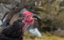 公鸡怎么知道时间  为何每天都能准时打鸣  直到2013年才被破解