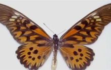 世界上最毒的10种蝴蝶  剧毒蝴蝶毒性排名