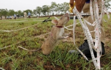 柬埔寨老鼠排雷,柬埔寨老鼠排雷