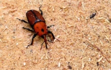 越南顶级美食化身“棕榈杀手”  2.5万越南盾1只  却被多国禁养