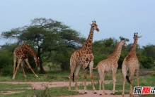 非洲最受欢迎的10大国家 风景如画不去后悔终生!(附图片)