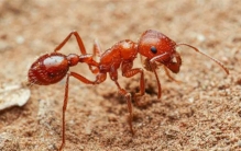 世界十大最毒蚂蚁排名  什么蚂蚁的毒性最强