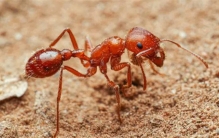 世界十大最毒蚂蚁排名  什么蚂蚁的毒性最强