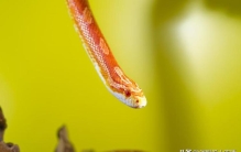 适合家养的宠物蛇,适合养的小宠物蛇