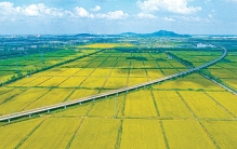 “万亩粮田”种植现象透视——江苏农业现代化新动向侧记