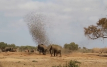 20万只麻雀攻击大象会怎样  非洲“流氓鸟”群殴大象  也让人头疼