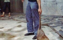 黑龙江30斤大老鼠真相?是真的吗?