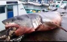 大白鲨遭海龟噎死,海滩上出现巨大大白鲨