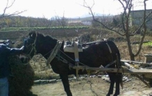 天下奇闻丨德州夏津发生奇异事件骡生驹