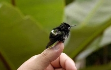 惊悚真相！世界最小蜂鸟用蛛丝盖房，喂养幼崽太吓人