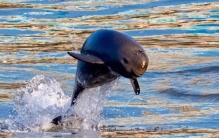 白鱀豚重现长江「天下最后的白鱀豚离开20年后长江江豚有望微笑归来」