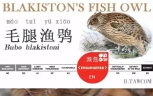 世界上体型最大的猫头鹰,世上最大的猫头鹰