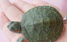 世界十大饮食最奇怪的动物 第十专喝眼泪,第一吃粪长大