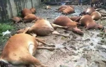 一头牛被杀的故事,屠牛事件未解之谜