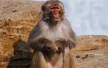 世界首例换头术完成  猴子苏醒后吱吱叫喊  为何之后实施安乐死