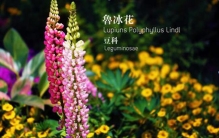 鲁冰花歌词为什么恐怖 歌词细思极恐让人深思