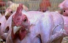 真的有很多翅膀的鸡吗?变异鸡到底存不存在(科学揭秘)